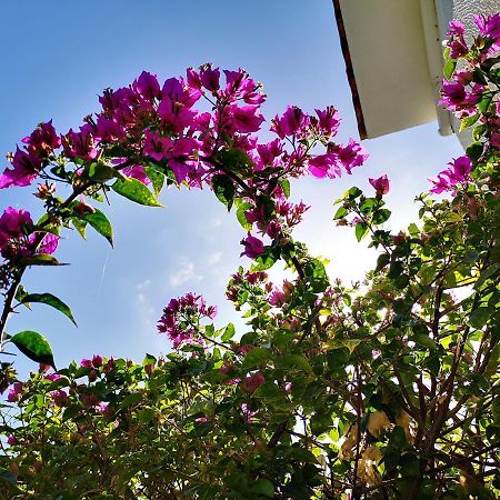 Tedy'S Townhouse-Margarita Gardens Paphos Exterior foto