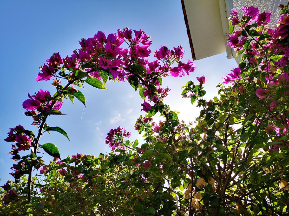 Tedy'S Townhouse-Margarita Gardens Paphos Exterior foto